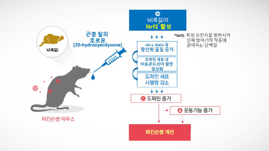 한의학연 연구팀은 곤충 탈피 호르몬이 파킨슨병 운동장애 개선에 효능이 있다는 사실을 규명했다. 파킨슨병을 유발한 실험쥐에 곤충 탈피 호르몬을 투여한 결과 뇌 흑질 부위에서 Nrf2가 활성돼 항산화물질을 증가시켜 도파민 세포 사멸을 억제해 파킨슨병을 개선한다.  한의학연 제공